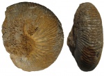 Kosmoceras enodatum