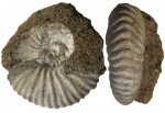Pseudocadoceras