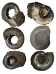Разные Kachpurites fulgens