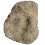 Коралл