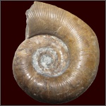 Lytoceras