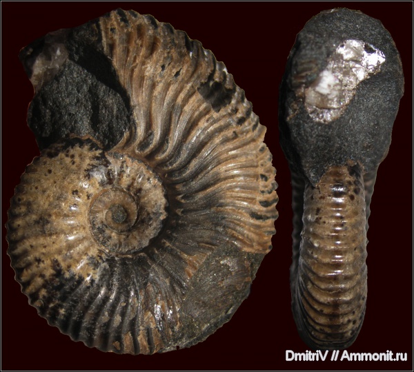 Acanthohoplites
