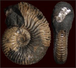 Acanthohoplites