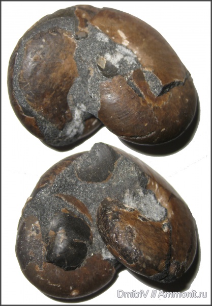 аммониты, палеоарт, Ammonites