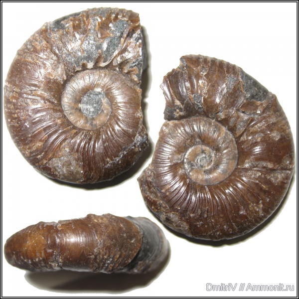 Pseudohaploceras