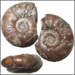 Pseudohaploceras