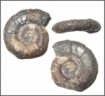 Gaudryceras