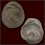 Напильник Euphylloceras