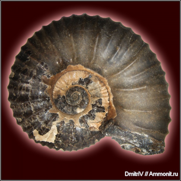 Acanthohoplites