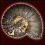Аммонит Acanthohoplites