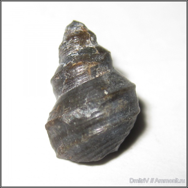 гастроподы, Aporrhais, Aporrhaidae