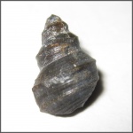 Aporrhais cf. Costa, 1778