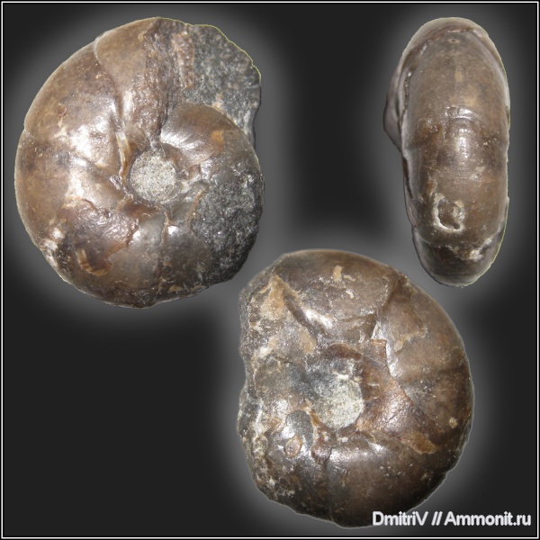 Desmoceratidae