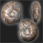 Desmoceratidae