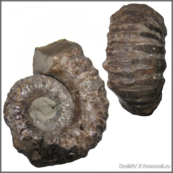 Epicheloniceras