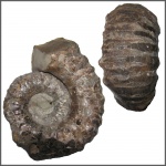 Epicheloniceras