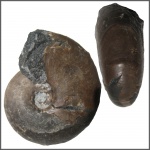 Desmoceras