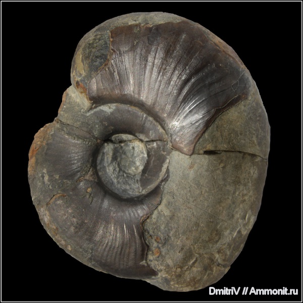 Desmoceratidae