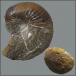 Сидеритовый Phyllopachyceras prendeli