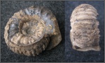 Epicheloniceras