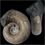 Lytoceras