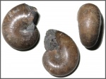 Аммонит из семейства Phylloceratidae
