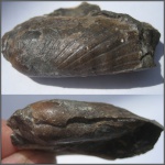 Pholadomya