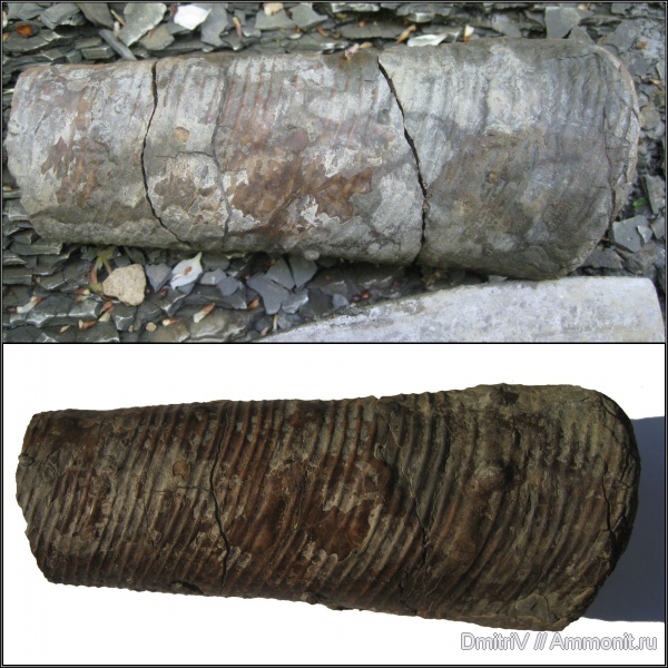 гетероморфные аммониты, ?, Lithancylus, р. Дефань, Lithancylus tirolensis, heteromorph ammonites