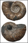 Крупный Eogaudryceras