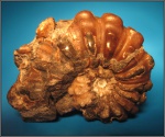Douvilleiceras mammilatum