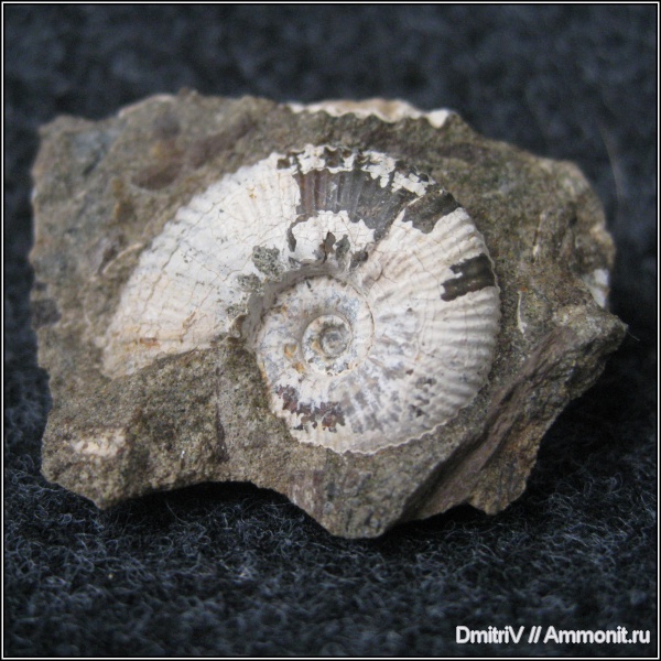 Acanthohoplites