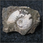 Acanthohoplites