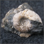 Eogaudryceras