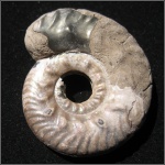Brightia davitaschvilii