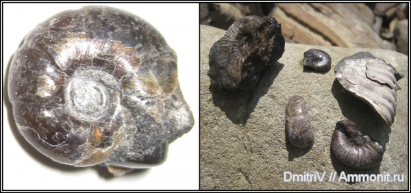 аммониты, Ammonites