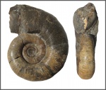 Lytoceras