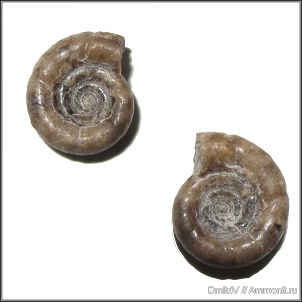 Protetragonites