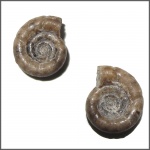 Protetragonites