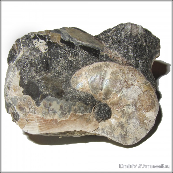 Euphylloceras
