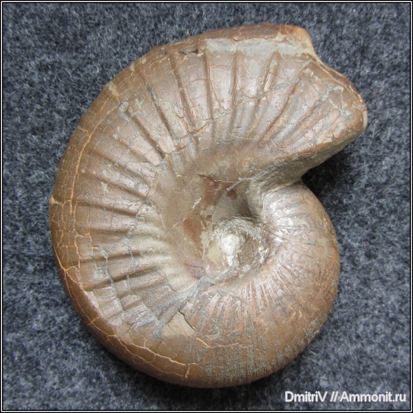 Phylloceratidae, Phyllopachyceras, Phylloceratina, Phyllopachyceras prendeli, р. Дефань