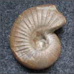 Phyllopachyceras prendeli