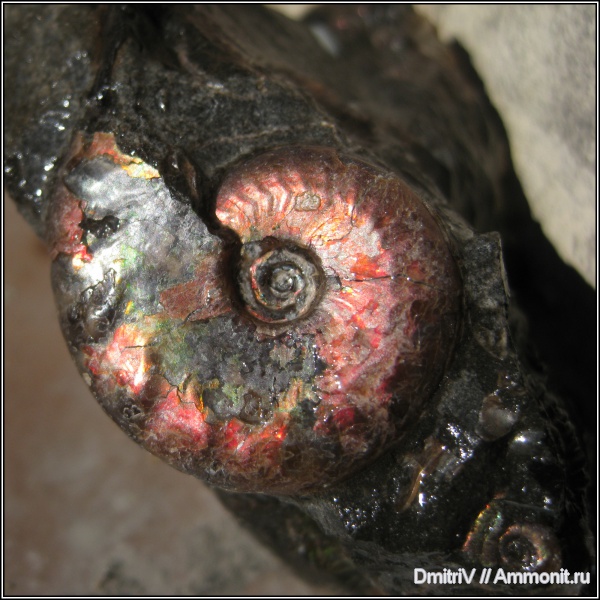 Pseudosaynella