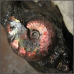 Pseudosaynella