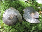 Разрушенный Phyllopachyceras prendeli