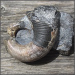 Гетероморфная Pictetia sp.