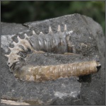 Гетероморфный аммонит из семейства Hamitidae