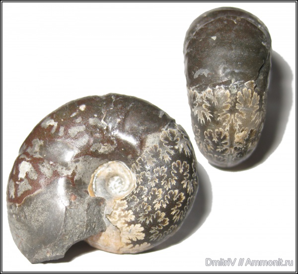 лопастные линии, Desmoceratidae