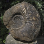 Parahoplites