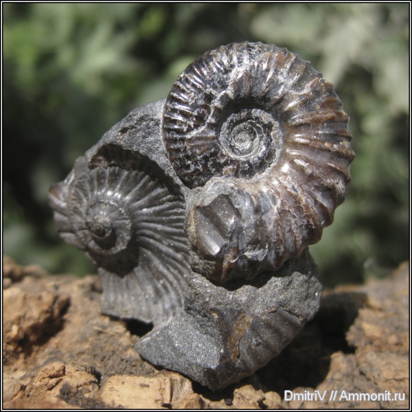 палеоарт, Acanthohoplites, Acanthohoplites aschiltaensis, р. Дефань
