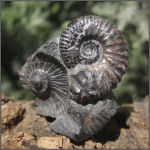 Acanthohoplites aschiltaensis